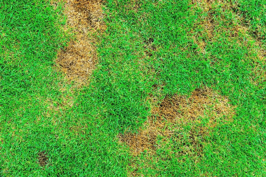 Brown Spots on a lawn