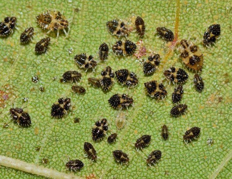 Lace Bug- Plant Health