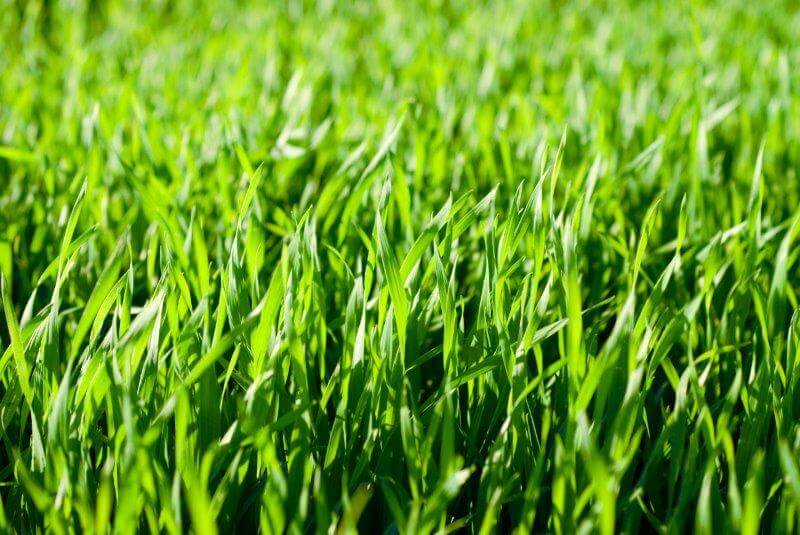 Green lawn grass