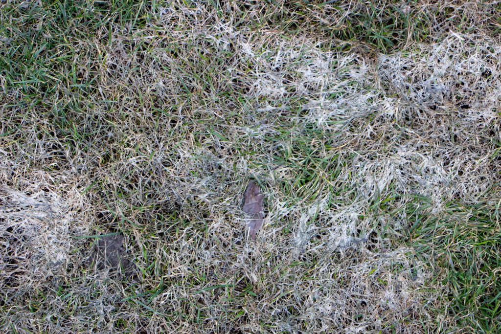 Snow Mold on grass